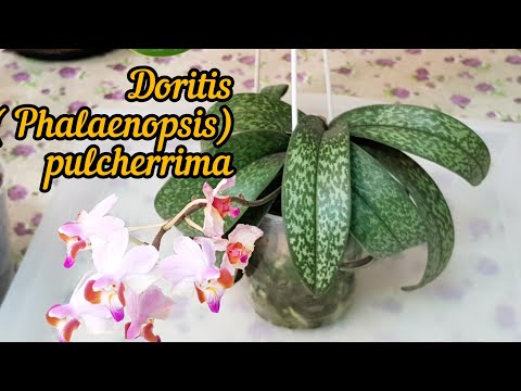 Видео: Фаленопсисы для Начинающих-Doritis pulcherrima-Уход в Домашних Условиях. Полив.Коричневые Корни?