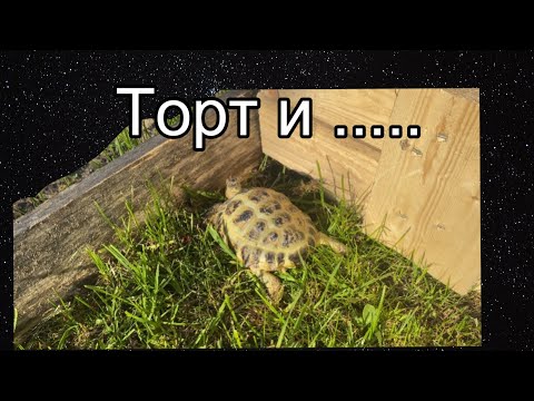 Видео: Торт и загон