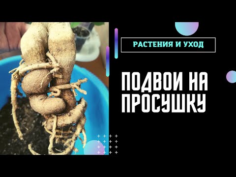 Видео: АДЕНИУМЫ Подвои на просушку! Весна с потерями #адениум #adenium