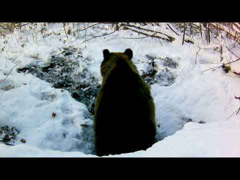 Видео: Медведь утепляет берлогу. Заготовка листвы в берлогу. 2-часть