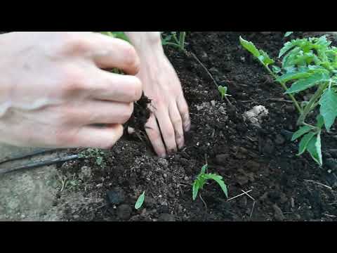 Видео: Хочешь улучшенную корневую систему томатов?