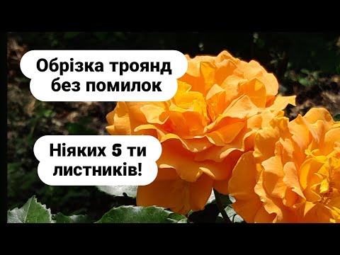Видео: Обрізка троянд після цвітіння/pruning roses after flowering