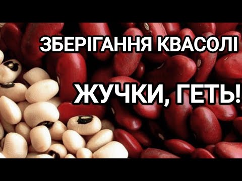 Видео: Квасоля без жучків. Як зберегти квасолю від псування шкідниками? #квасоля