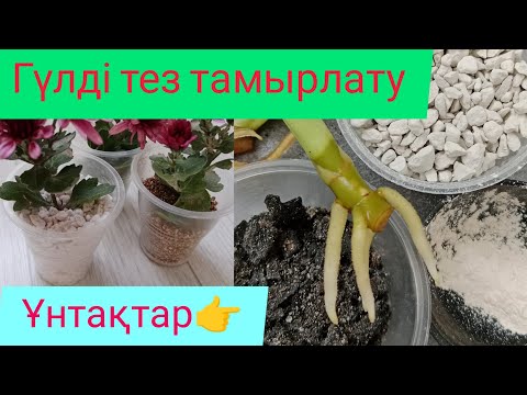 Видео: ГҮЛДІ ТЕЗ ТАМЫРЛАТАТЫН ҰНТАҚТАР👍/Аглонема Тамыры
