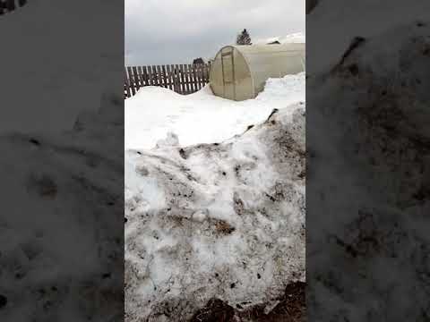 Видео: Сколько надо сена на одного быка