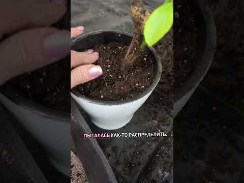 Видео: Пересадка лимона после покупки.# лимон #люблюцветы #plants #цветыдлядома #пересадка #цитрус 