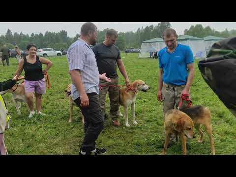 Видео: Выставка охотничьих собак в г.Тула 19.07.25г.