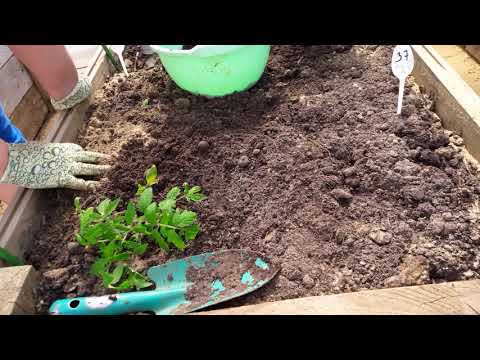 Видео: Посадка томатов лежа по два корня в одну лунку.