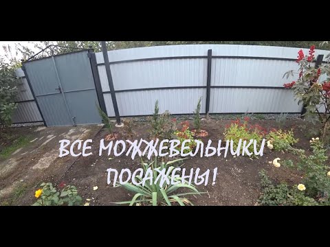 Видео: Курьерская ДОСТАВКА и ПОСАДКА третьего МОЖЖЕВЕЛЬНИКА Покраска МЕТАЛЛОПРОФИЛЯ Уборка САДА_24.10.2025