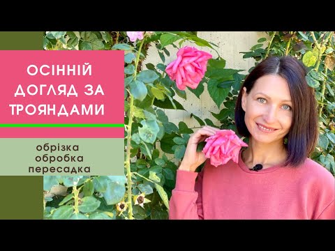 Видео: Як доглядати за трояндами восени та підготувати їх до зими🌹обрізка, живлення, обробка