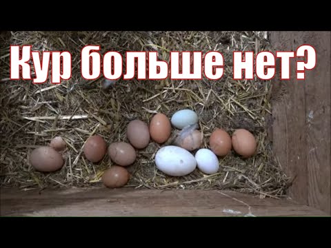 Видео: Куры несушки. Что случилось с моим хозяйством?