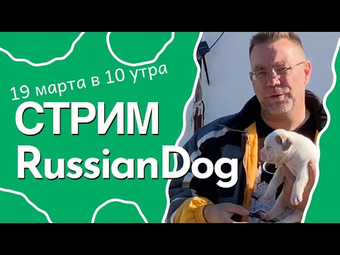 Видео: Стрим из питомника собак РашенДог (RussianDog)