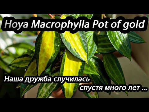 Видео: Hoya Macrophylla Pot of gold- наша дружба случилась спустя много лет...