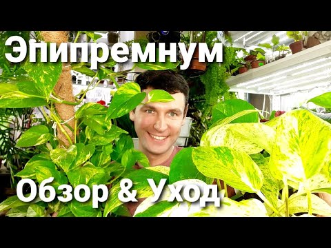 Видео: Эпипремнум /Сциндапсус /Потос. Обзор и Уход за ними .