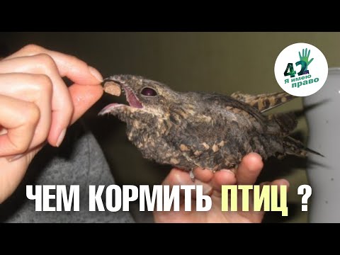 Видео: Советы по кормлению диких птиц в домашних условиях  Рассказывает орнитолог