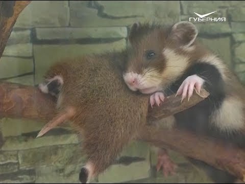 Видео: Как защитить дачу от хомяков. Удачные заметки