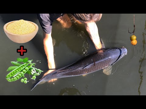 Видео: Нічна Ловля Коропа На Горох