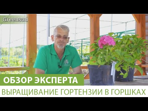 Видео: Выращивание гортензии в горшках