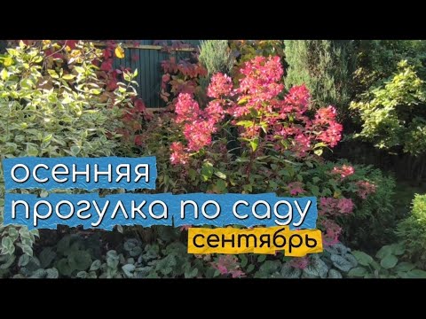 Видео: Мой сад в конце сентября. Прогулка по саду. 