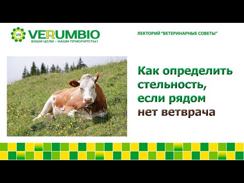 Видео: Как определить стельность, если рядом нет ветврача