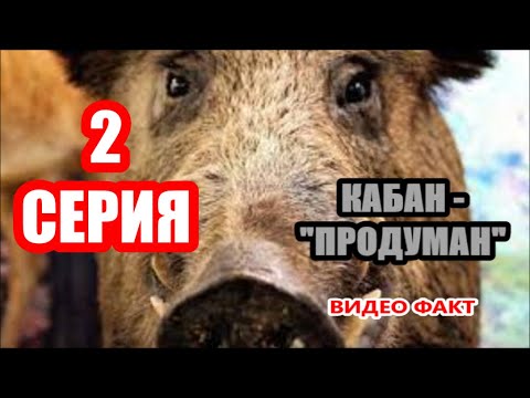 Видео: КАБАН НЕ ТАК ПРОСТ. Многие говорят - мы показываем.