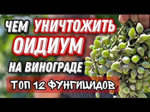 Видео: Как не допустить, побороть оидиум на винограде!!!