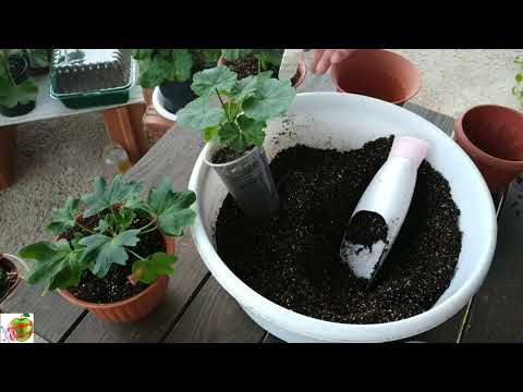 Видео: Пересадка укоренённых черенков пеларгонии зональной