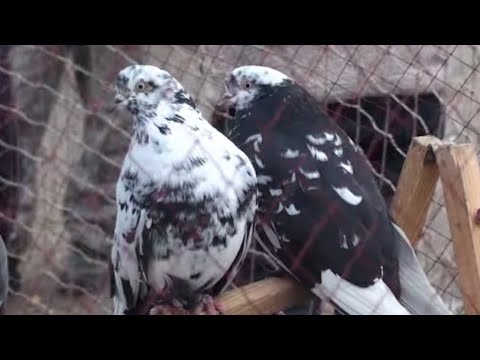 Видео: "Красиве піднялося і біжить слідом". Ярмарок Дніпро, 3ч