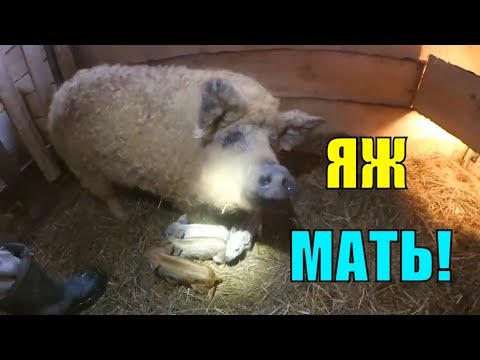 Видео: ВЕНГЕРСКАЯ МАНГАЛЦА, ОПОРОС / ПЕРВЫЕ ПОТЕРИ / ХУТОР ЗАГАЙКИ