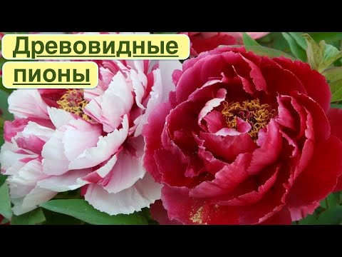 Видео: ДРЕВОВИДНЫЕ ПИОНЫ. ОБЗОР СОРТОВ. ОСОБЕННОСТИ ВЫРАЩИВАНИЯ. Tree-like peonies. Overview of varieties.