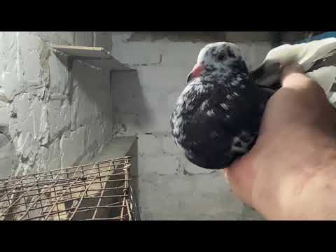 Видео: Голуби. Радужные и жуки от Гены 13.11.2025г