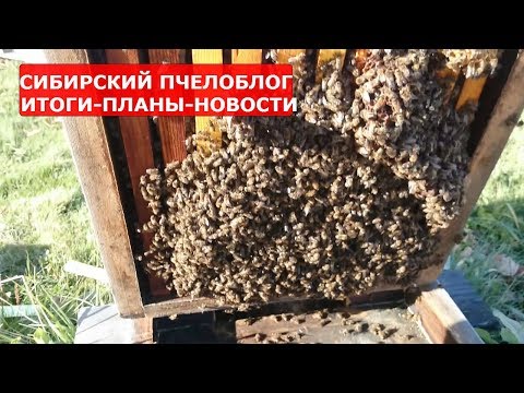 Видео: СКОЛЬКО ПЧЕЛ ИДЕТ В ЗИМУ У КАРНИКИ БАКФАСТА и МЕСТНОЙ /СУБЛИМАТОР