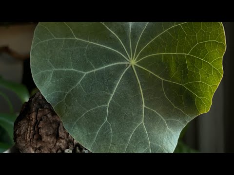 Видео: Про полив, грунт и личный опыт в выращивании растений