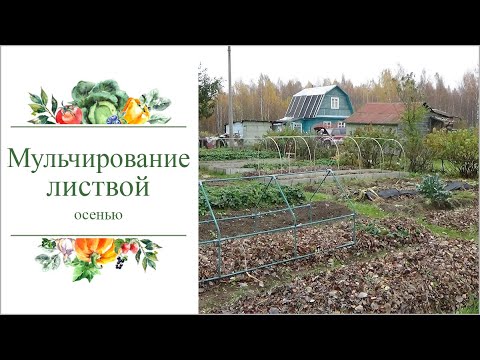 Видео: Осеннее мульчирование грядок листвой. Плюсы и минусы.