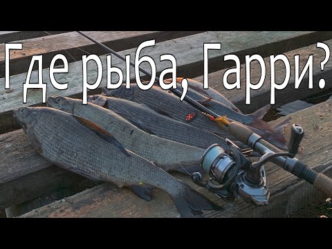 Видео: ЭТО СТОИЛО ТОГО, ЧТО БЫ ЖДАТЬ! ХАРИУС НАГРАДИЛ ПОКЛЕВКАМИ И ВКУСНЫМ УЖИНОМ!