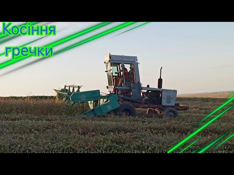 Видео: Косіння гречки.