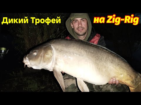 Видео: Ловля коропа на Дикарі.У пошуках трофея