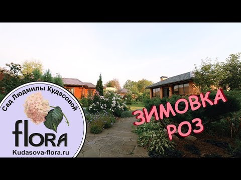 Видео: Зимовка Роз - Сад Людмилы Кудасовой