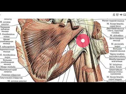 Видео: Қол топографиясы 2 бөлім/ Қолтықасты аймағы, дельтатәрізді аймақ