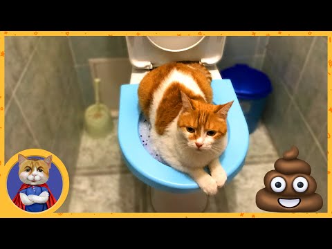 Видео: Как приучить кота к унитазу? Миссия невыполнима? Посмотри какую кучу навалил Рыжик!