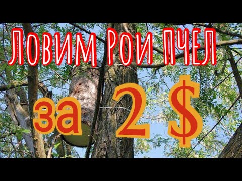 Видео: 🔥 СУПЕР УЛОВИСТАЯ ЛОВУШКА для пчел за копейки. Результат 200%💥