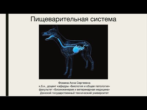 Видео: Урок 19 Пищеварительная система собаки