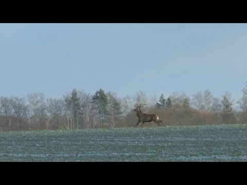 Видео: ОХОТА НА ОЛЕНЯ, КОСУЛЮ И ЛОСЯ С ПОДХОДА. Arkon Arma