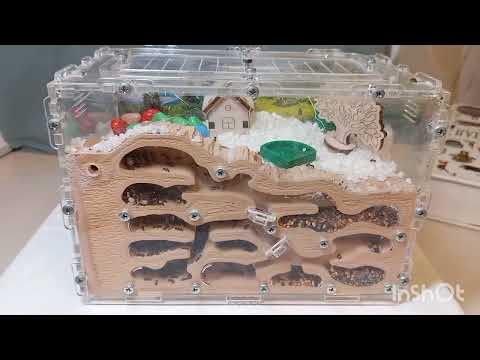 Видео: Мои муравьи спустя неделю!