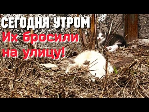 Видео: Брошенные на холод кошка с котёнком жались друг к другу/Они прятались от людей и им некуда идти/CAT