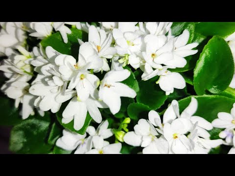 Видео: Фиалки трейлеры и не только. Онлайн Магазин на скорую руку 🫶.