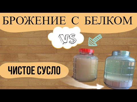 Видео: Брожение пивного сусла с большим количеством белка VS фильтрованное сусло.Дегустация!