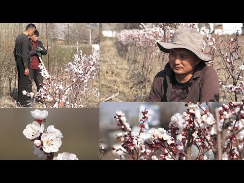 Видео: МЫНА САГА КӨЧӨТТӨР| КАРЛИК, ПОЛУКАРЛИК-ӨСТҮРҮҮ ЖОЛДОРУ