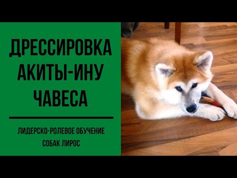 Видео: Дрессировка акиты ину Чавеса