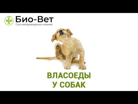 Видео: ВЛАСОЕДЫ У СОБАК // Сеть Ветклиник БИО-ВЕТ